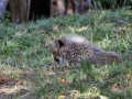 ZOO-Viden 24 srpen 2014 454.JPG